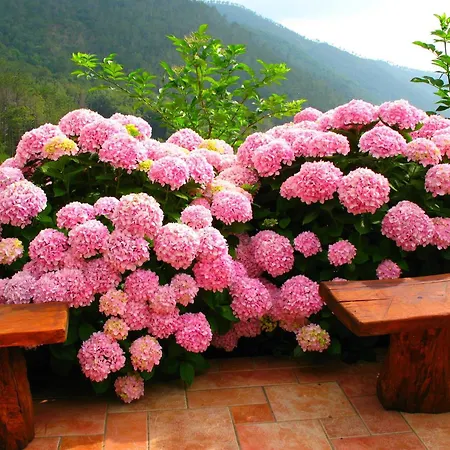 Hillside Retreat Near 5 Terre *